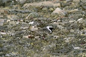Images Dated 2nd July 2010: Grey Plover - male on nest incubating eggs