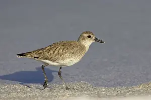 Lagoons Prints: Grey Plover - running along edge of lagoon, Estero Lagoon, florida, USA BI001969