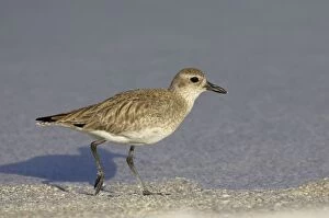 Images Dated 21st March 2006: Grey Plover - running along edge of lagoon, Estero Lagoon, florida, USA BI001969