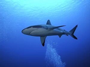 Grey Reef shark - Once common through out the Indo Pacific tropical waters these reef dwelling sharks are being hunted