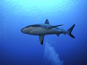 Grey Reef shark - Once common through out the Indo Pacific tropical waters these reef dwelling sharks are being hunted Grey Reef shark - Once common through out the Indo Pacific tropical waters these reef dwelling sharks are being hunted