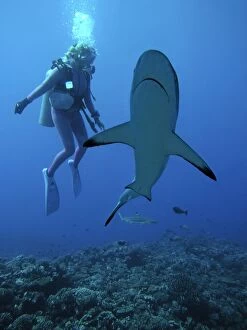 Grey Reef Shark - Diver Valerie Taylor with a Grey
