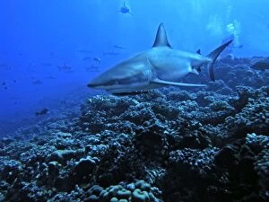 Grey Reef Shark - A female Grey Reef shark swimming