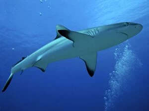 Sharks Collection: Grey Reef Shark - female. Tumotos, French Polynesia, Indo pacific