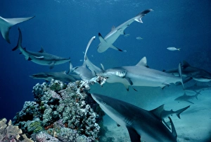 Grey Reef shark