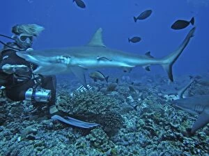 Images Dated 12th April 2005: Grey Reef SHARK- French dive master hand feeding