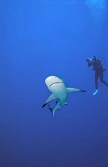 Grey Reef Shark - Ron Taylor filming a Grey reef