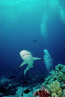 Shark Prints: Grey Reef Shark - Shark coming towards camera showing mouth slightly open