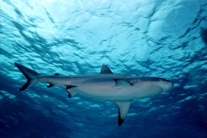 Grey Reef shark