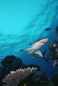 Grey Reef Shark - Shark swimming through coral reef in very clear water. Marion Reef. Coral sea. Australia. GRS-014