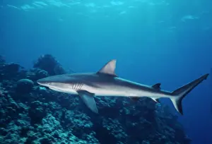 Remora Prints: Grey Reef Shark - Shark swimming through coral reef with Remora attached