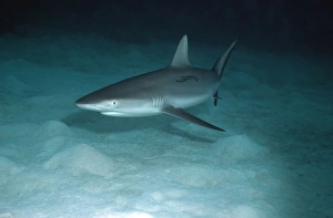 Grey Reef shark