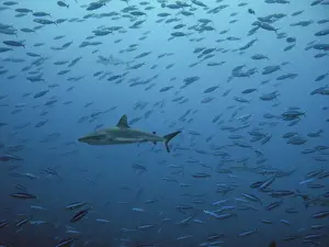 Grey Reef shark Swimming through many fish. French Polynesia Carcharhinus amblyrhynchos © Ron and Valerie Taylor / ardea. com