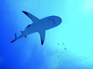 Bubbles Prints: Grey Reef Shark - Swimming above the photographer. Tumotos, French Polynesia