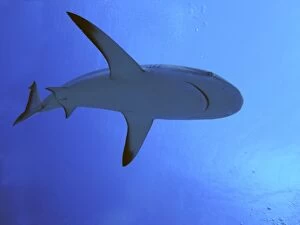 Sharks Collection: Grey Reef shark - In the Tumotos, French Polynesia. There are thousands of these sharks living in