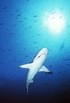 Grey Reef shark