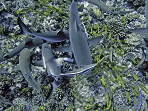 Shark Prints: Grey Reef Sharks - attracted to the smell of herrings inside a small plastic tube search through the coral for the fish