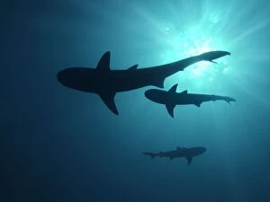 Grey Reef sharks - Once common through out the Indo Pacific tropical waters these reef dwelling sharks are being hunted