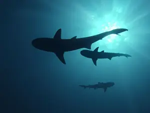 Grey Reef sharks - Once common through out the Indo Pacific tropical waters these reef dwelling sharks are being hunted for their fins Moorea, French Polynesia
