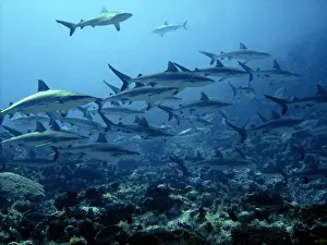 Grey Reef sharks Congregating in lagoon pass Tuamotus, French Polynesia