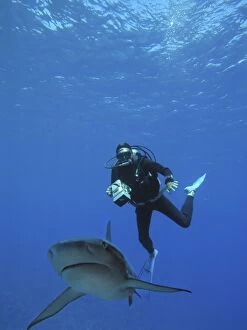 Images Dated 29th April 2005: Grey Reef Sharks - Diver Ron Taylor has spent much