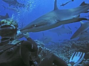 Grey Reef Sharks - females and diver. There are