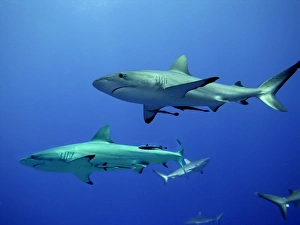 Grey Reef shark