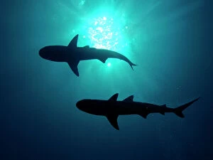 Grey Reef Sharks - Grey Reef sharks, Once common through out the Indo Pacific tropical waters these reef dwelling