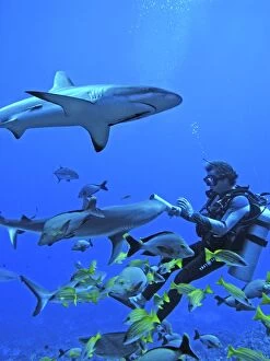Images Dated 29th April 2005: Grey Reef SHARKS - Guillaume Vilcot teasing