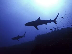 Grey Reef Sharks - Hunting late afternoon