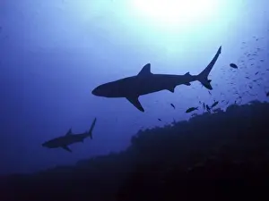 Grey Reef Sharks Hunting late afternoon Tuamotus, French Polynesia