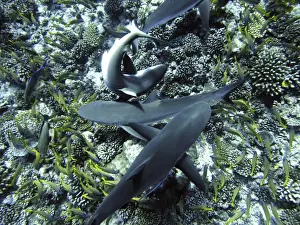 Snapper Prints: Grey Reef Sharks - searching for a tube of herring stuffed beneath a coral