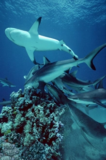 Grey Reef shark