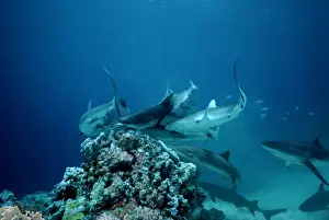 Grey Reef Sharks - Shark feeding frenzy caused by all sharks trying to get the bait at the same time. Marion Reef. Coral sea. Australia. GRS-004