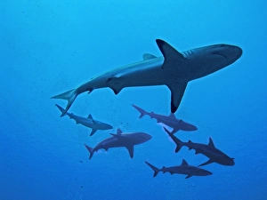 Grey Reef Sharks - These sharks live around coral reefs. They have been known to attack humans usually when there has been bait in the water