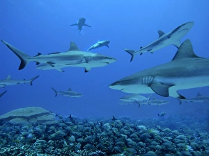 Grey Reef shark