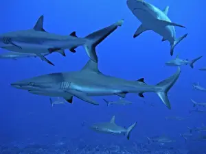 Potentially Dangerous Prints: Grey Reef Sharks - These sharks live in the passes running from the open ocean into huge lagoons