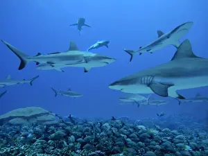 Grey Reef Sharks - These sharks live in the passes running from the open ocean into huge lagoons. they feed upon other marine animals moving in and out of the lagoons