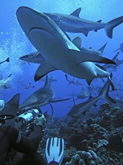 Grey Reef Sharks - surround a cameraman. They are curious, n