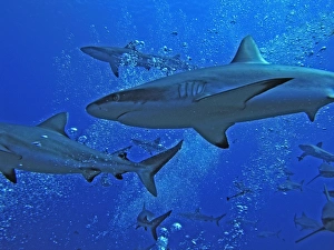 Grey Reef SHARKS - swim through the bubbles from the scuba divers as they patrol the edge of the pass Grey Reef SHARKS - swim through the bubbles from the scuba divers as they patrol the edge of the pass