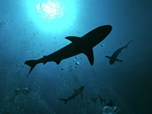 Sharks Collection: Grey Reef Sharks - swim through the divers bubbles without fear