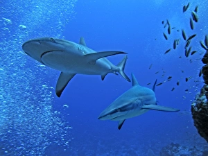 Grey Reef sharks - Swimming along the edge of a channel that acts as a road into Fakarava Lagoon Grey Reef sharks - Swimming along the edge of a channel that acts as a road into Fakarava Lagoon