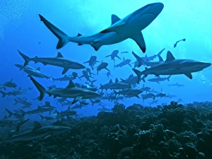 Grey Reef Sharks - swimming into the Fakarava Lagoon, an unusual sight except in the passes through the coral reefs of Grey Reef Sharks - swimming into the Fakarava Lagoon, an unusual sight except in the passes through the coral reefs of