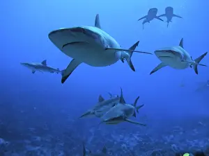 Grey Reef Sharks - swimming into Fakarava Lagoon to feed. Tumotos, French Polynesia