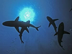 Grey Reef SHARKS - swimming over the photographer who is lying in a gutter