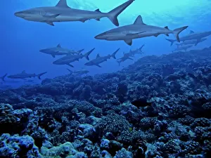 Grey Reef Sharks - Swimming along the reef edge. Tumotos, French Polynesia. Indo Pacific