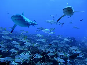 Potentially Dangerous Prints: Grey Reef sharks - swimming over a school of snapper