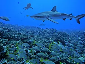 Grey Reef Sharks - swimming over a school of snapper. The fish are not afraid of the sharks as the sharks are not in a feeding pattern, but swimming around waiting to feed later in the day. Tumotos, French Polynesia