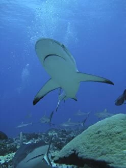 Grey Reef SHARKS - The Tumotos are the only area left in the world where sharks can still be see in large numbers like