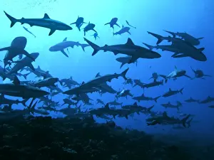 Potentially Dangerous Prints: Grey Reef sharks - in the Tumotos